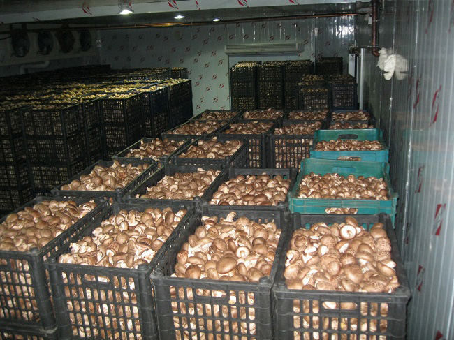 果蔬冷藏庫(kù)設(shè)計(jì)